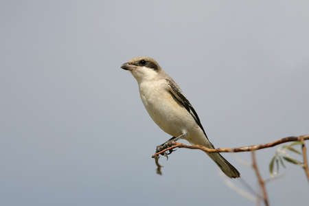 Close up photo of The lesser grey shrike (Lanius minor) sits on the branch on a blue sky backgroundの写真素材