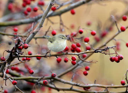 Chiffchaff is sitting on a hawthorn bush with bright red berriesの写真素材