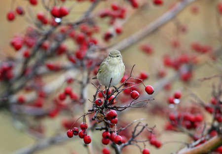 Chiffchaff is sitting on a hawthorn bush with bright red berriesの写真素材