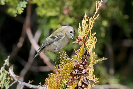 Goldcrest feeds on the branches of the thujaの写真素材