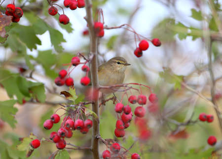 Chiffchaff is sitting on a hawthorn bush surrounded by red berriesの写真素材