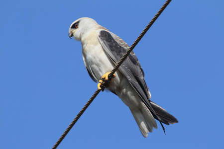 The black-shouldered kite (Elanus axillaris) sits on a wiresの写真素材