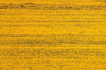 A huge sunflower field shot by the tele lens of a few frames
