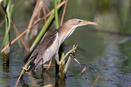 A female little bittern sits on the branches of a reedの写真素材