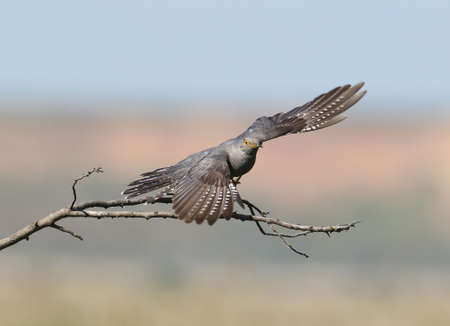 Common cuckoo take off from  horizontal branch on blurred beige-blue backgroundの写真素材