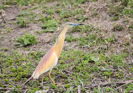 Squacco heron stands on the shore の写真素材