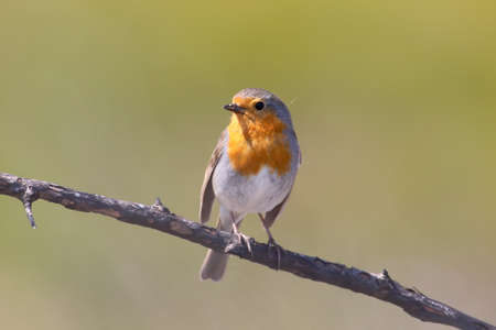 European Robin stands on a burnt log on a blurred background close up photo