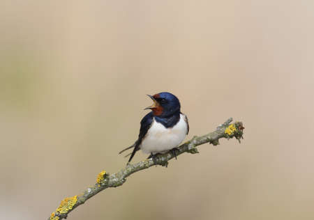 One barn swallow with open beak  sits on the branch on beige blurred background