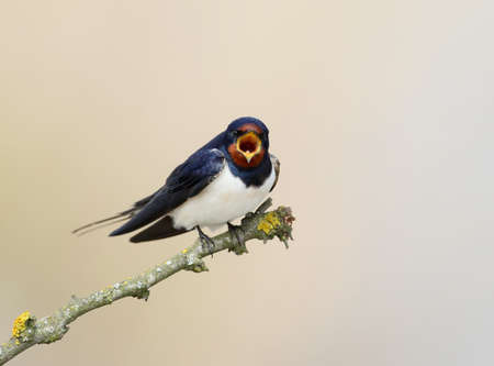 One barn swallow with open beak  sits on the branch on beige blurred backgroundの写真素材