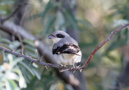 The lesser grey shrike (Lanius minor) the bird sits on a branch and looks into the camera. Taken from the backの写真素材