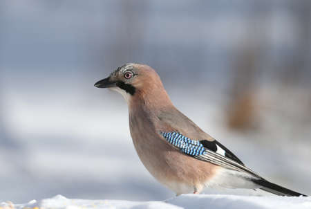 The Eurasian jay sits on the snow and tries to swallow peanuts. Close-up photo with details of plumage and irisの写真素材