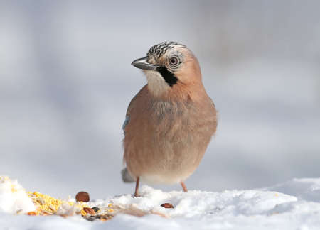 The Eurasian jay sits on the snow and tries to swallow the hazelnuts. Close-up photo with details of plumage and irisの写真素材