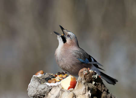 Close-up of a Eurasian jay portrait on a blurred background. The detail of the plumage and the identifying features are clearly visible.の写真素材