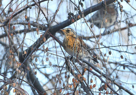 The fieldfare (Turdus pilaris) sits on a silverberry tree in natural habitatの写真素材