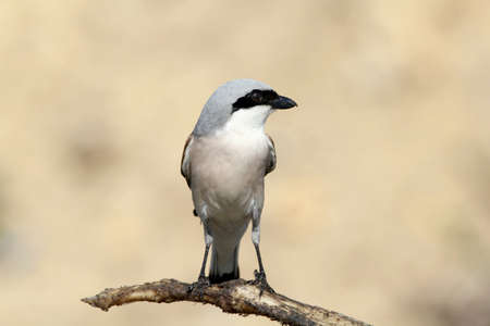 Close up portrait of a male red backed shrike sits in a branch on blurred beige backgroundの写真素材
