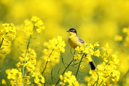 Yellow wagtail sits on the yellow rape on blurred yellow backgroundの写真素材