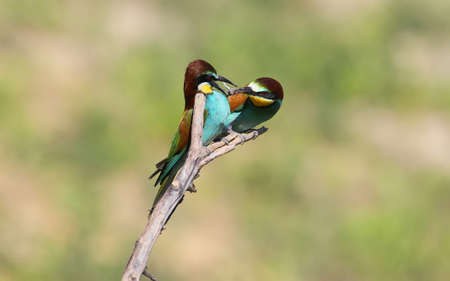 Ritual feeding during the breeding season in bee eaters