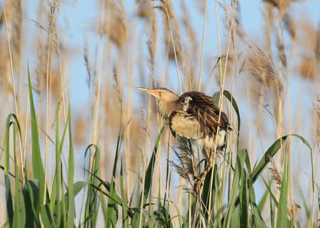Close up photo of female little bittern sits on the reedの写真素材