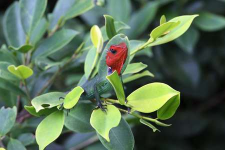 Sri lankan lizzard with red head close upの写真素材
