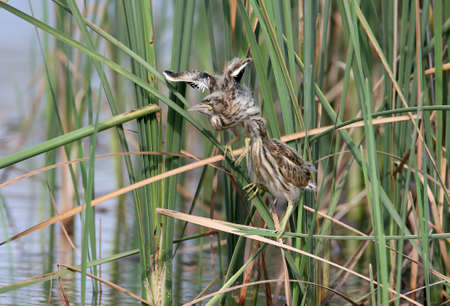 Three chicks of a little bittern sits on a reedの写真素材