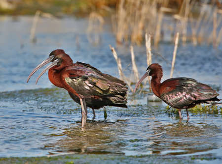 Several glossy ibis rests on the water