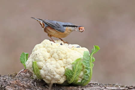 Eurasian nuthatch with hazelnuts in a beak sits on a cabbage headの写真素材