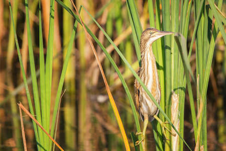 Female little bittern sits on the reed in soft morning lightの写真素材
