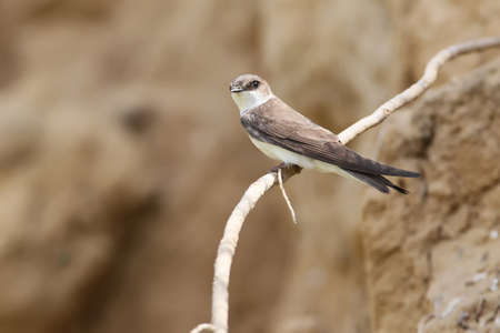 Close up shot of a one sand martin sits on the branch near its nest
