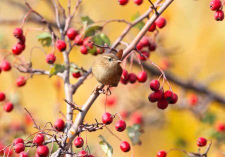 Close up photo of eurasian wren sits on a branch wit bright red berries on beige blurred backgroundの写真素材