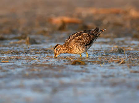 A common snipe is grazed in a shallow pond in the rays of the morning sunの写真素材