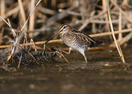 A common snipe is grazed in a shallow pond in the rays of the morning sunの写真素材