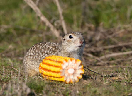 A speckled ground squirrel sits on the ground next to the corn cobの写真素材