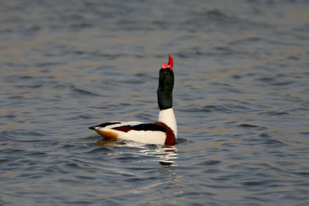 Shelduck male demonstrates matrimonial behavior on blue waterの写真素材