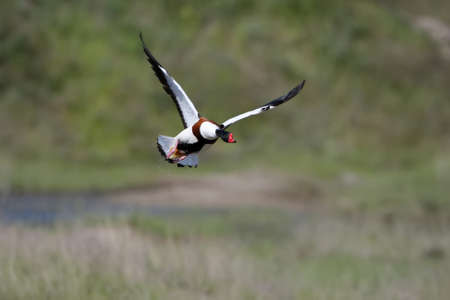 Adult female shelduck filmed  in flight on a blurred green backgroundの写真素材