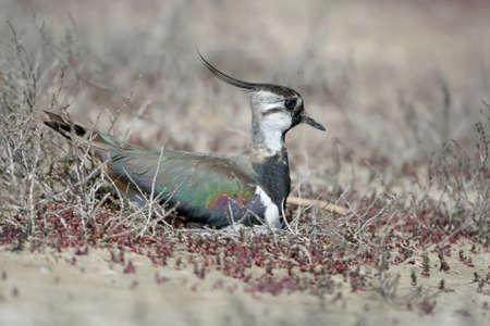 A lapwing sits on the nest