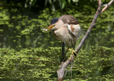 A female little bittern with fish in its beak sits on the branch on waterの写真素材