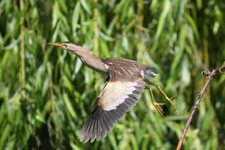 A female little bittern jumping from the branch on water