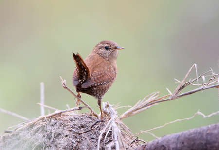 Eurasian wren sits on a log with green gras  is shot from back on blurred green backgroundの写真素材