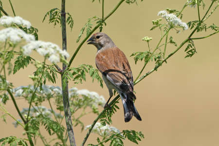 The common linnet (Linaria cannabina) sits on a bush with white flowers on a beige blurred backgroundの写真素材