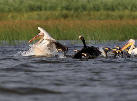 The pink pelican takes off from the water from the pack of common cormorantsの写真素材