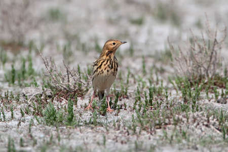 The red-throated pipit (Anthus cervinus) sits on the ground and looks at the cameraの写真素材
