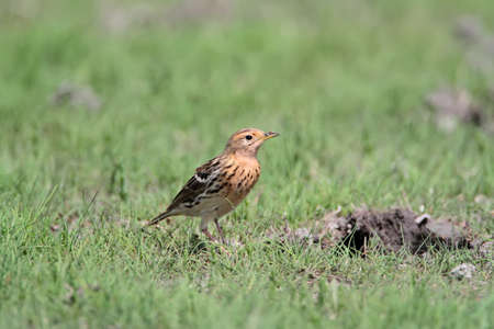The red-throated pipit (Anthus cervinus) sits on the ground and looks at the cameraの写真素材