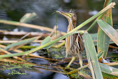 Funny photo Young little bittern caught a fish and keeps it in its beakの写真素材