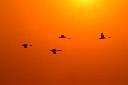 Silhouettes of four swans flying against the background of the rising sunの写真素材
