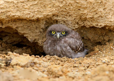A young little owl watches the photographer from the shelter near the nest. Close-up and unusual foreshortening photoの写真素材