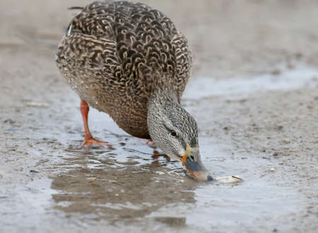 A female mallard looking for a foon on the shore. Very close up and detailed photoの写真素材