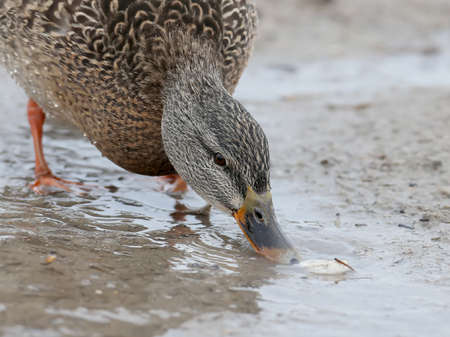 A female mallard looking for a foon on the shore. Very close up and detailed photoの写真素材