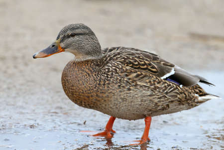 A female mallard looking for a food on the shore. Very close up and detailed photoの写真素材
