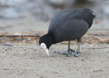 Very close up photo of an adult eurasian coot stands on the sand and loojing for foodの写真素材