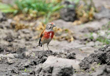 A male of a common linnet stands on the groundの写真素材